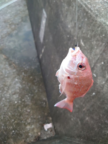 チダイの釣果