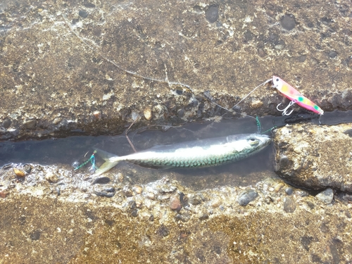 サバの釣果