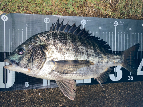 チヌの釣果