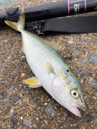 ワカシの釣果