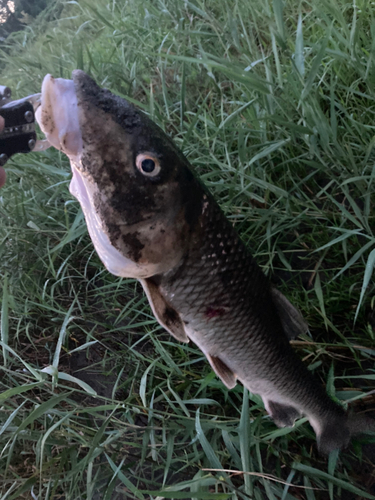 ニゴイの釣果