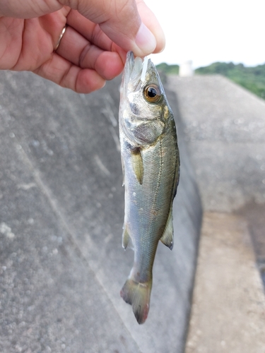 セイゴ（ヒラスズキ）の釣果