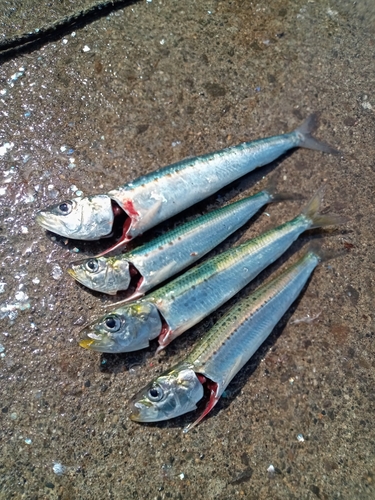 イワシの釣果