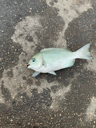 メジナの釣果