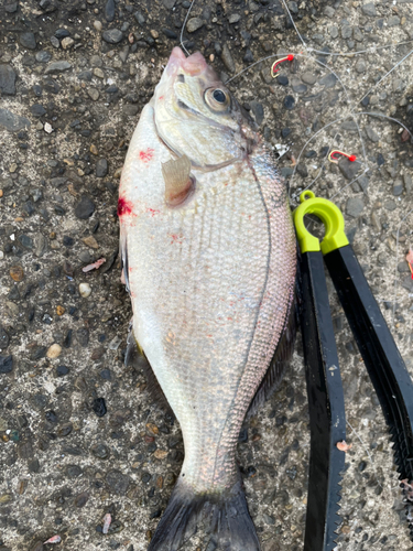 ウミタナゴの釣果