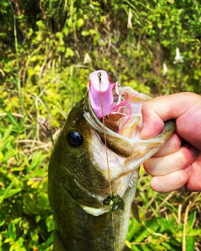 ブラックバスの釣果