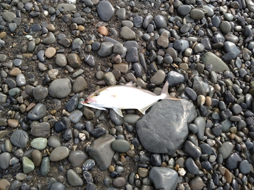 ショゴの釣果