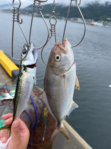 ショゴの釣果