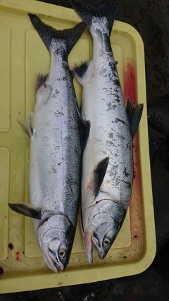 カラフトマスの釣果