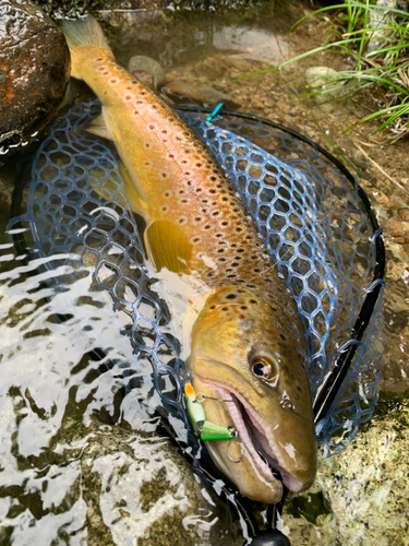 ブラウントラウトの釣果