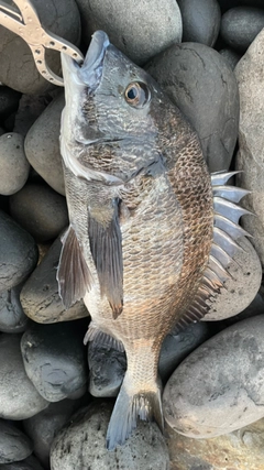 クロダイの釣果