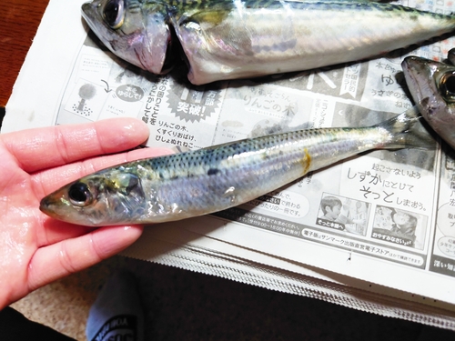 イワシの釣果