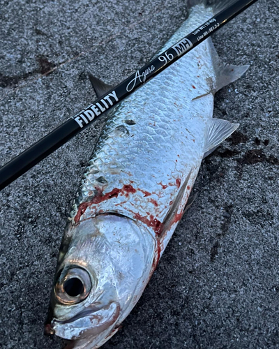 イセゴイの釣果