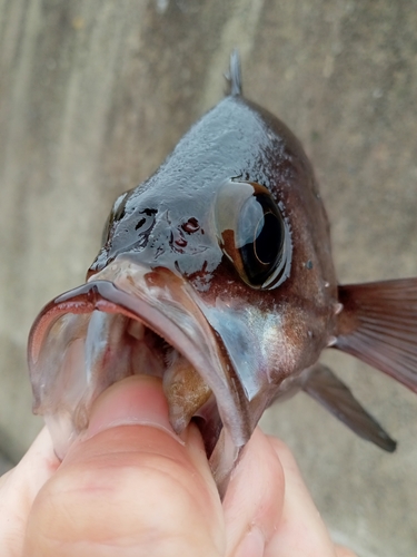 メバルの釣果