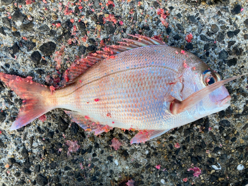 マダイの釣果