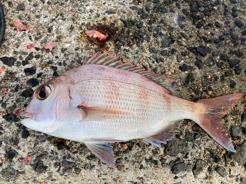 マダイの釣果