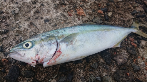 ツバスの釣果