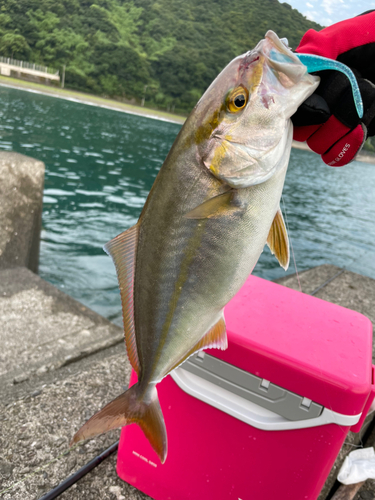 ネイリの釣果