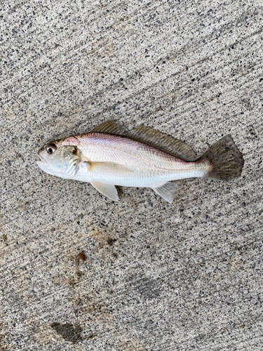 イシモチの釣果