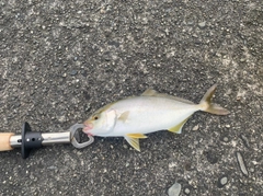 ショゴの釣果