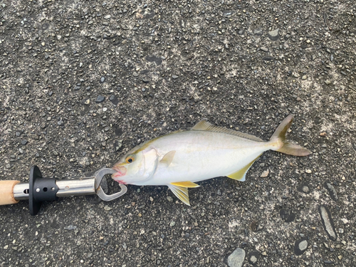 ショゴの釣果