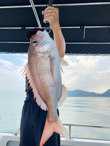 マダイの釣果