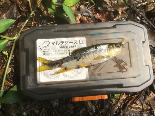 カワムツの釣果