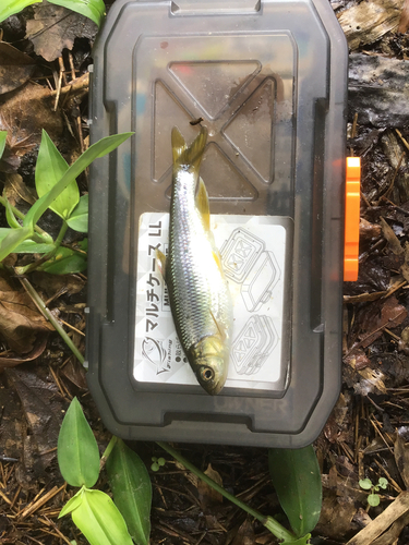 カワムツの釣果