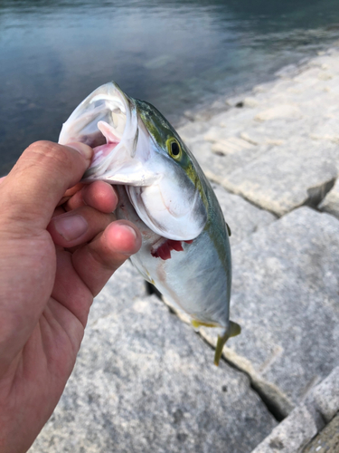 ヤズの釣果