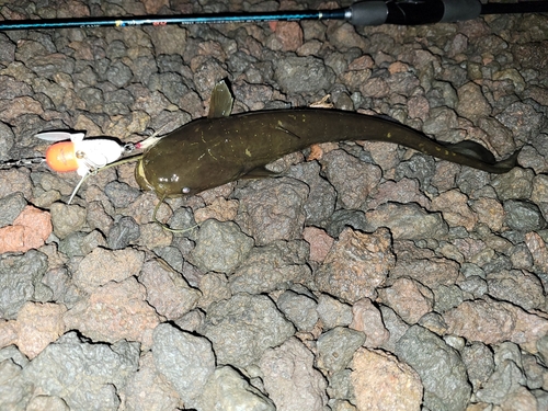 ナマズの釣果