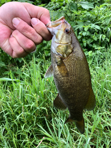 スモールマウスバスの釣果