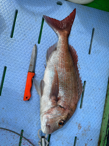 タイの釣果