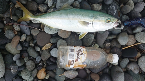 ワカシの釣果