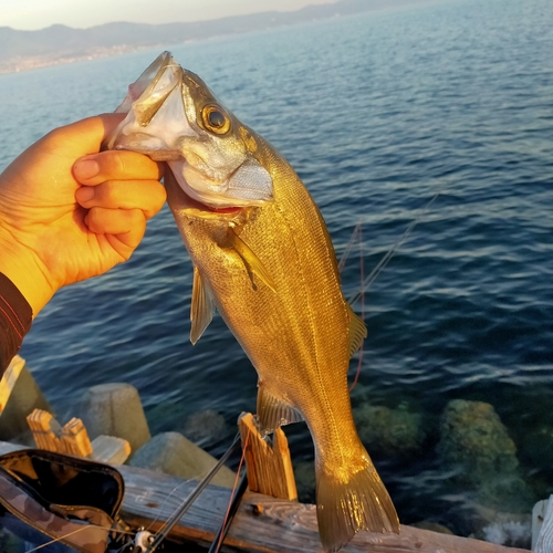 フッコ（ヒラスズキ）の釣果