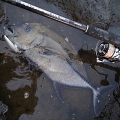 クロヒラアジの釣果