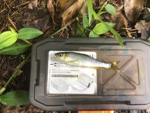 カワムツの釣果