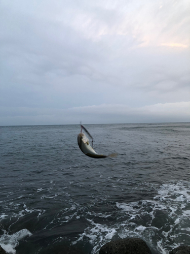 ショゴの釣果