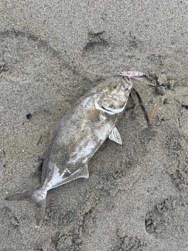 ショゴの釣果