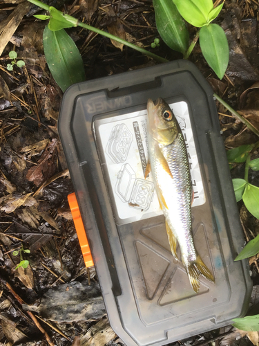 カワムツの釣果