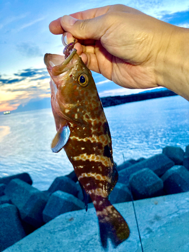 アコウの釣果