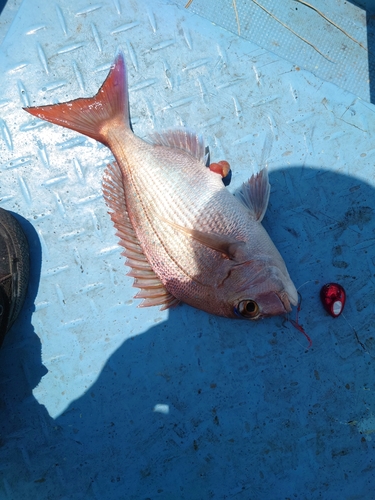 タイの釣果