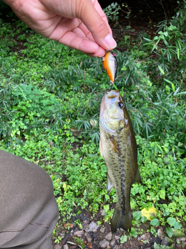 ラージマウスバスの釣果