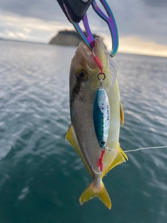 ショゴの釣果