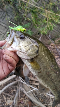 ブラックバスの釣果
