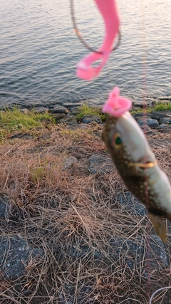 クサフグの釣果