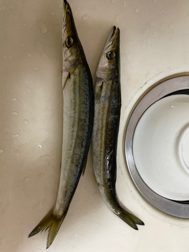 カマスの釣果