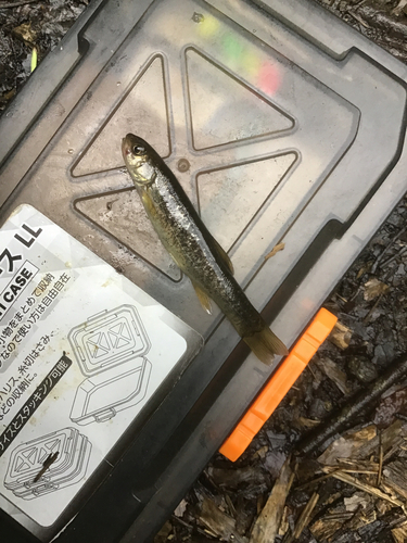 タカハヤの釣果