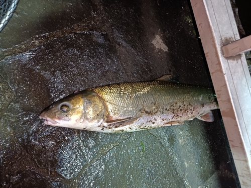 マルタウグイの釣果