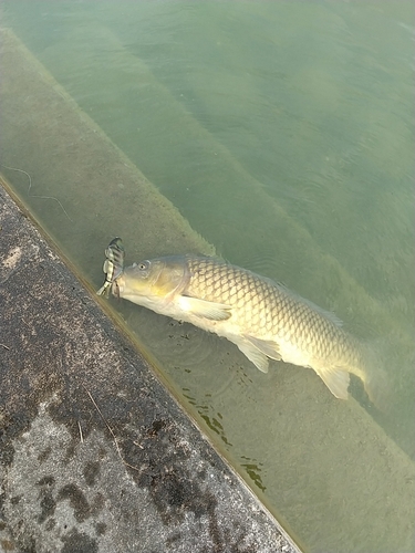 コイの釣果