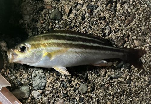 イサキの釣果